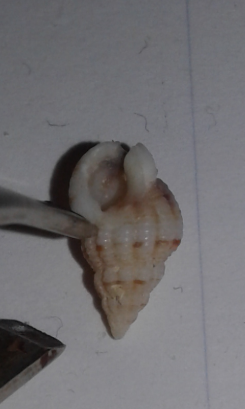 Nassariidae : Nassarius da ID